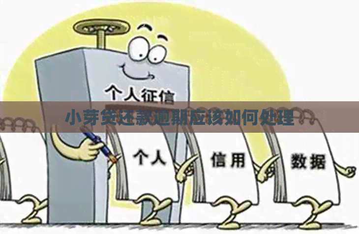 小芽贷还款逾期应该如何处理