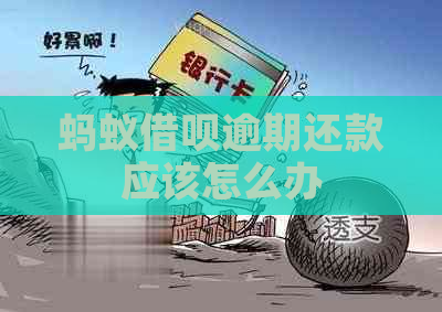 蚂蚁信用卡逾期还款应该怎么办