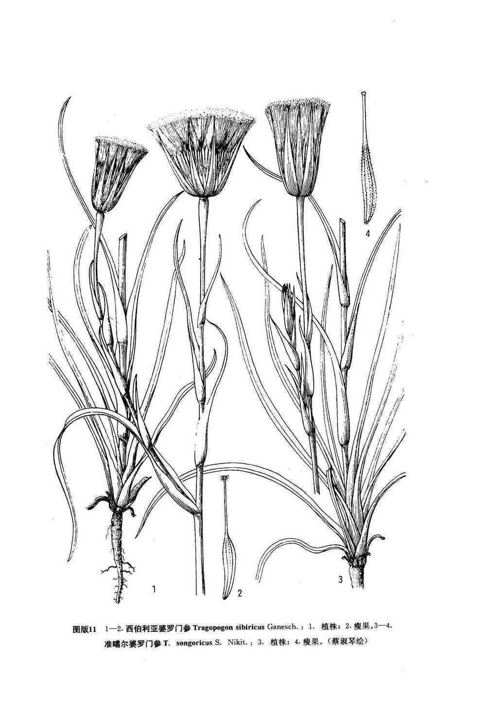 AI怎么画植物：人参、植株、须与枝干详解