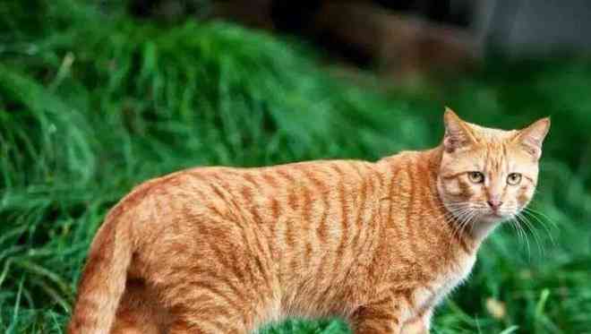 机器狸猫：智能宠物机器人，狸猫型外观，猫与狸特性融合