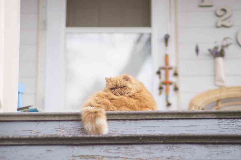 智能小猫AI文章生成工具：免费，一键批量写作，轻松用的写作软件