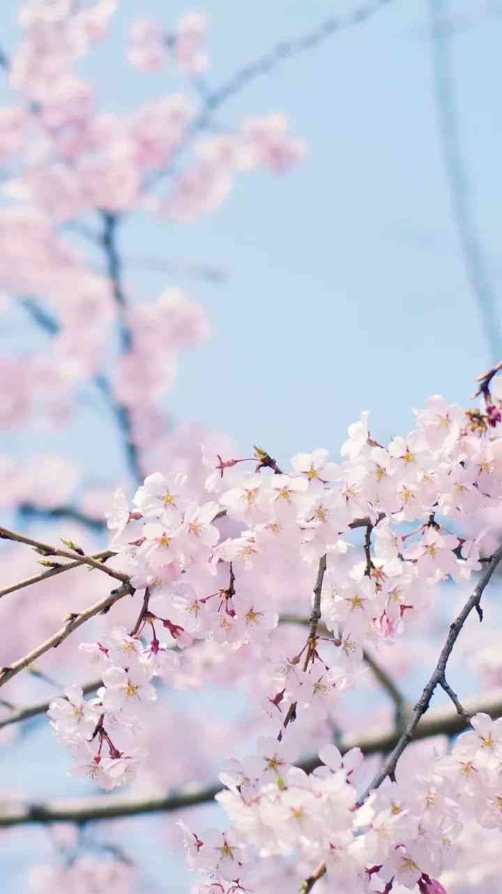 ai照片生成樱花