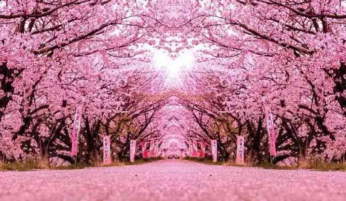 ai照片生成樱花