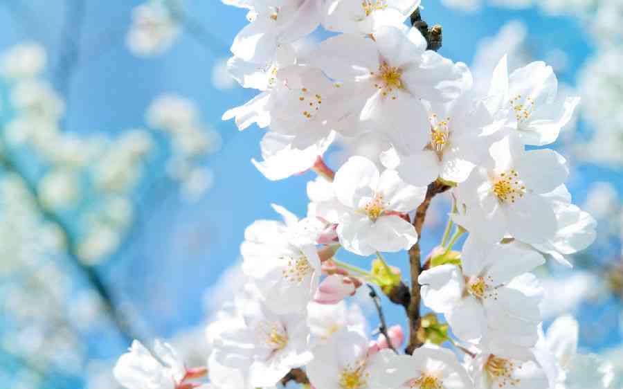 ai照片生成樱花