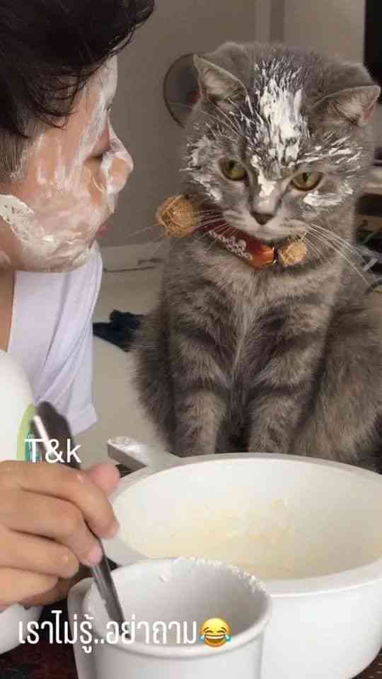 猫Ai培训部