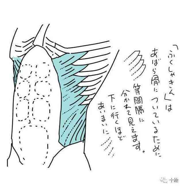 详解腹肌绘制技巧：全面指南涵男性与女性腹肌画法