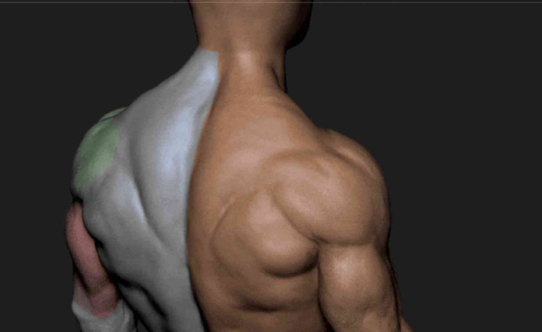 自动生成肌肉模型的专业软件：一键自动生成逼真肌肉结构