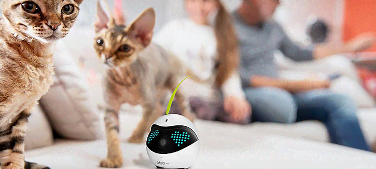 全方位智慧猫创意解决方案：满足宠物主人多样化需求与智能互动体验