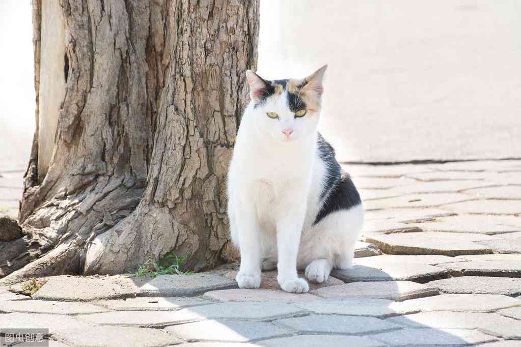 智慧猫创意设计：一站式创新设计解决方案与专业服务提供商