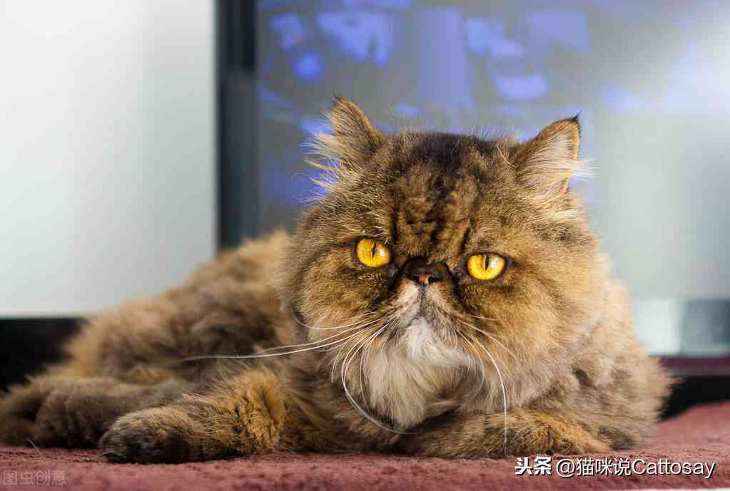 智慧猫创意设计：一站式创新设计解决方案与专业服务提供商