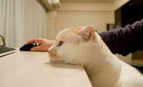 智慧猫 | 智慧猫科技官方应用与猫猫表情包集成版