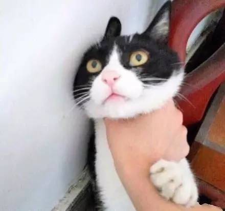 智慧猫 | 智慧猫科技官方应用与猫猫表情包集成版