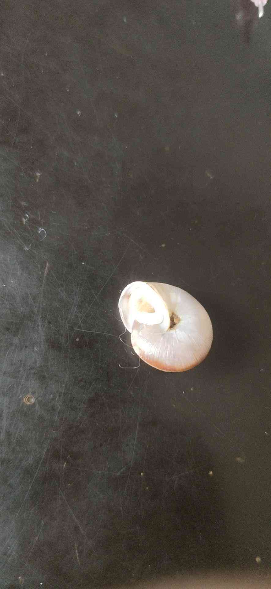 白膜生成ai