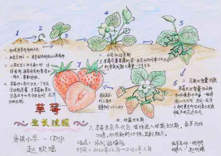 草莓生成过程手抄报素描与色详解