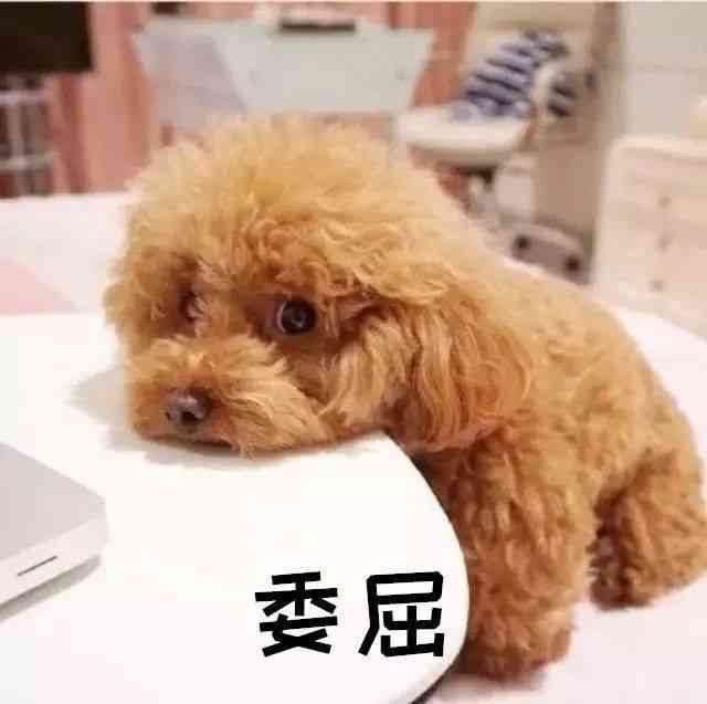 文案狗怎么用不了了？用户评价如何，如何使用文案狗高效写文案？