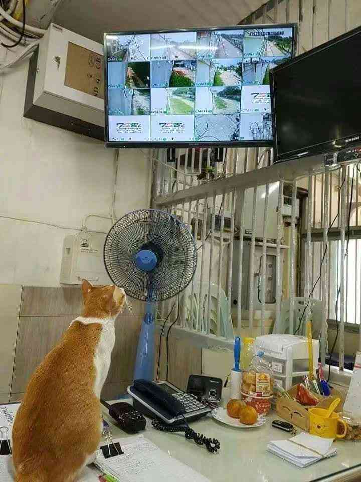 人工智能生成猫主题办公AI文案演示PPT模板