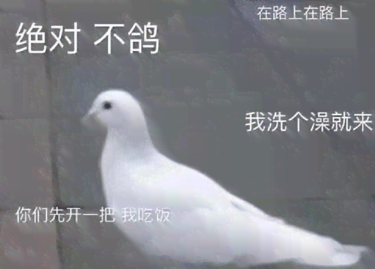 小鸽ai英语文案怎么说