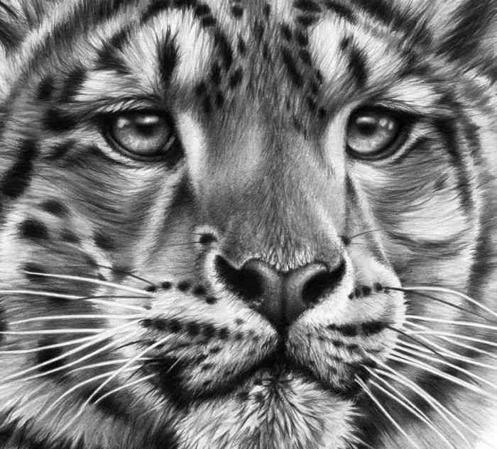 精细描绘动物写实画法：涵多种动物与绘画技巧指南