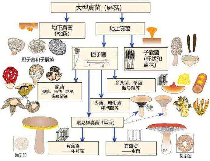 全方位解析：蘑菇营养、种植、食谱及常见问题解答指南