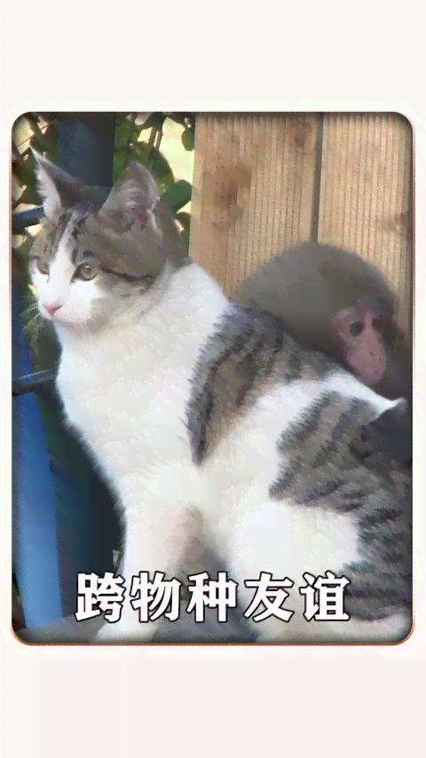 猫咪友情文案：喵星人之间的暖故事与心灵触动