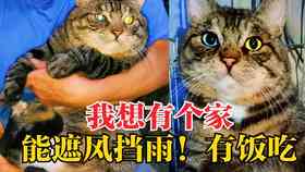 猫咪友情文案：喵星人之间的暖故事与心灵触动