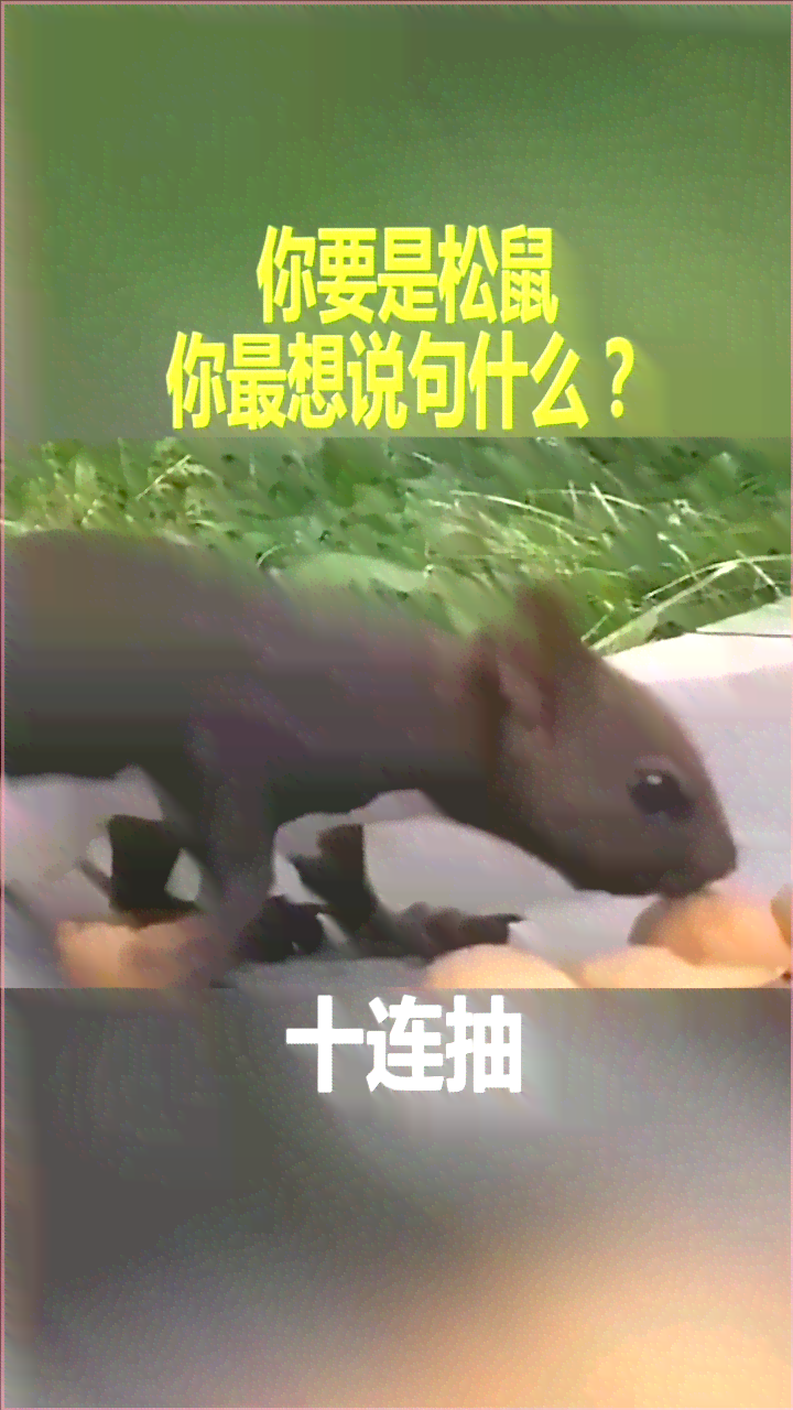 传松鼠ai的文案句子