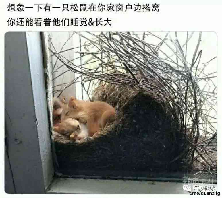 如何撰写让人深爱大自然智能之选——松鼠AI文案，让可爱小松鼠的魅力尽显