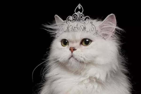 猫咪创作背景全解析：探讨猫咪在艺术与文化中的多元影响与表现