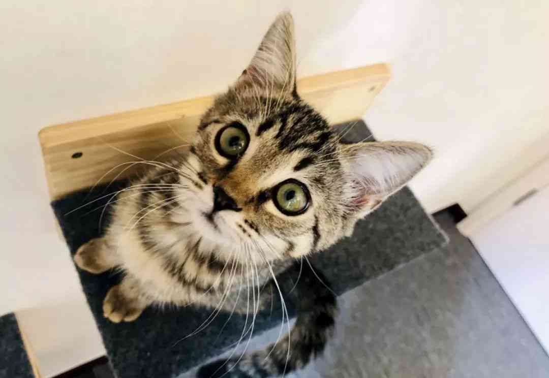猫咪创作背景全解析：探讨猫咪在艺术与文化中的多元影响与表现