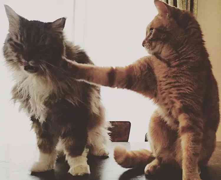 猫咪创作背景全解析：探讨猫咪在艺术与文化中的多元影响与表现