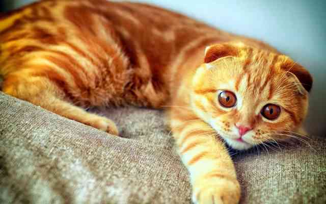 猫咪创作背景全解析：探讨猫咪在艺术与文化中的多元影响与表现