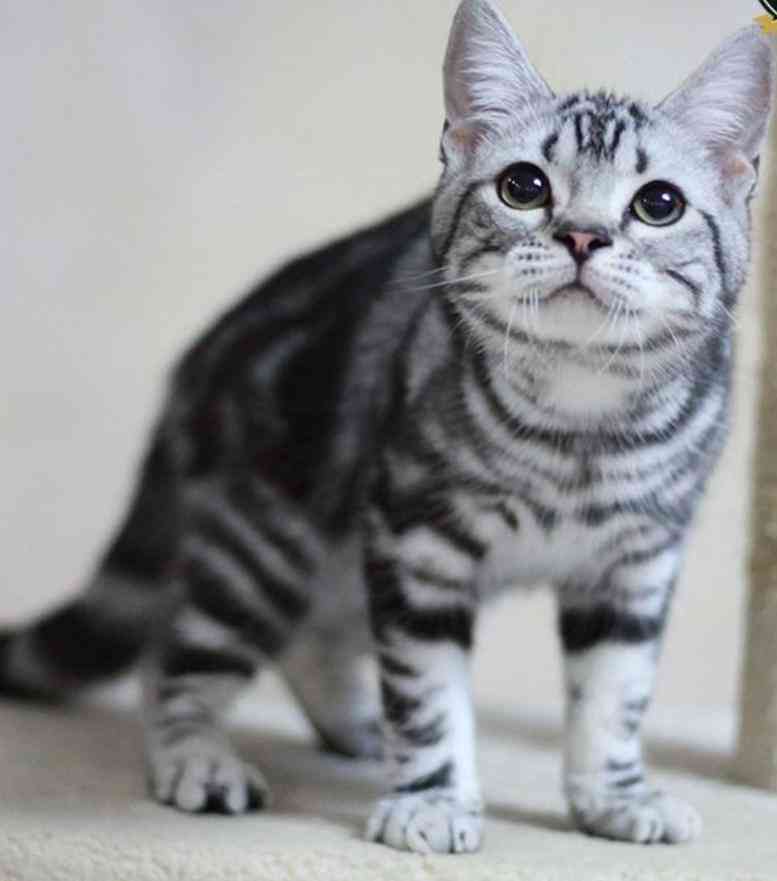 猫咪创作艺术：探索猫绘画、写作与创意表达的全貌