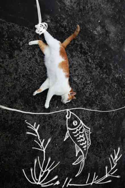 猫咪创作艺术：探索猫绘画、写作与创意表达的全貌