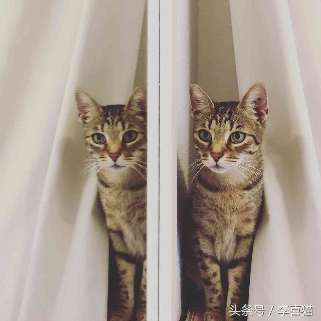猫咪宠物特效大全：全方位满足爱猫人士的创意需求