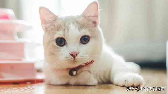 猫的作文描写精选：通用猫写作技巧与实例集锦
