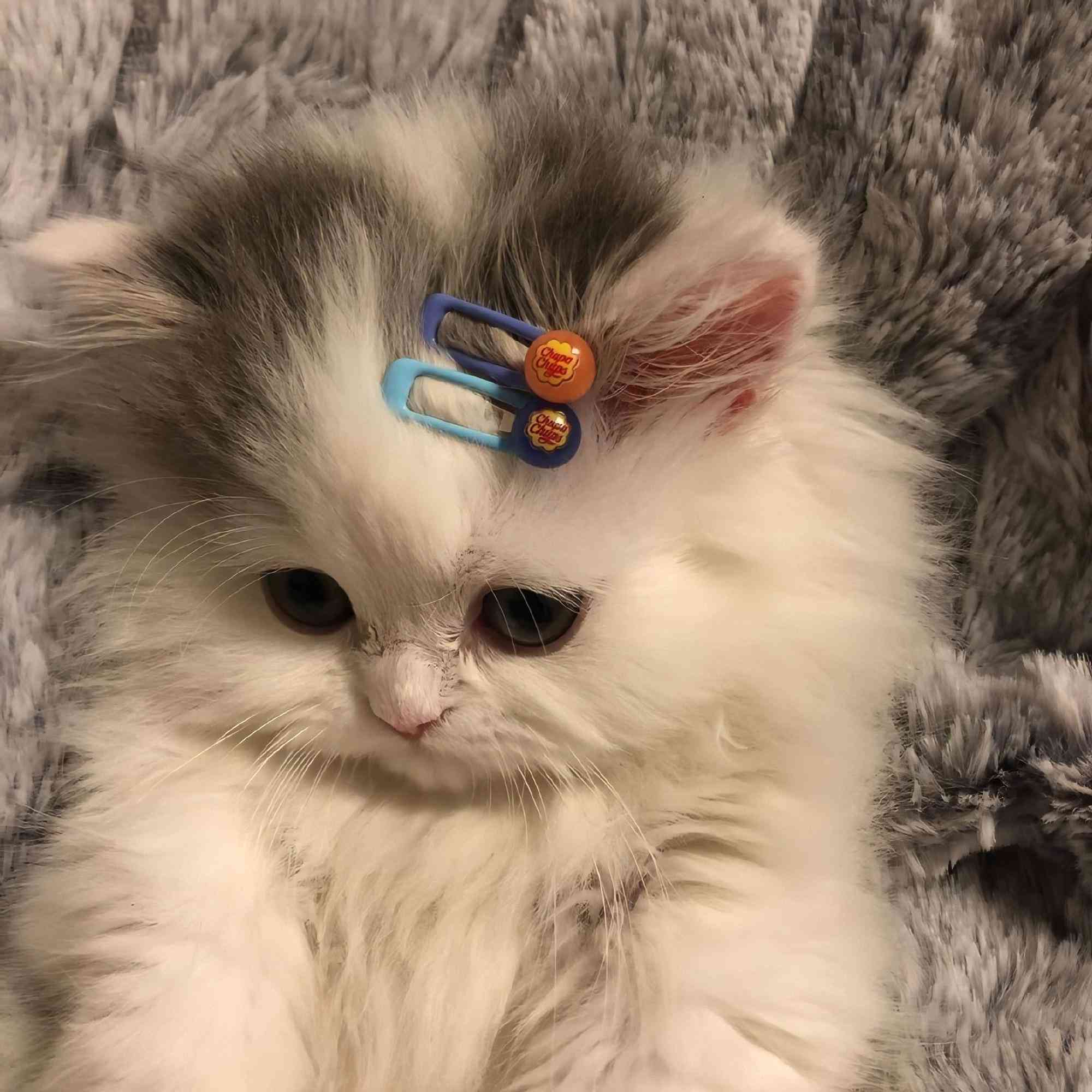 我们与萌宠猫咪一起，用治愈的可爱说说文案，让人暖每一个朋友