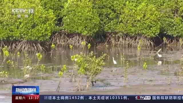 AI鸟类监测报告
