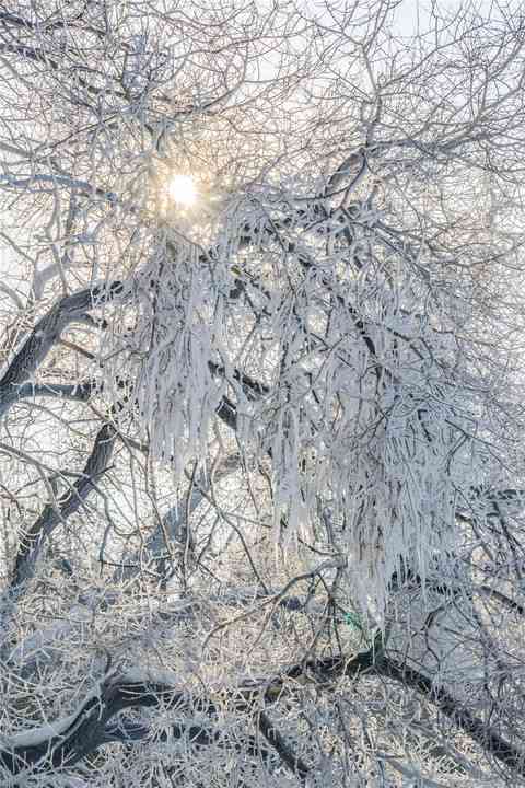 解析雪树银花的含义及其在不同语境中的运用与象征意义