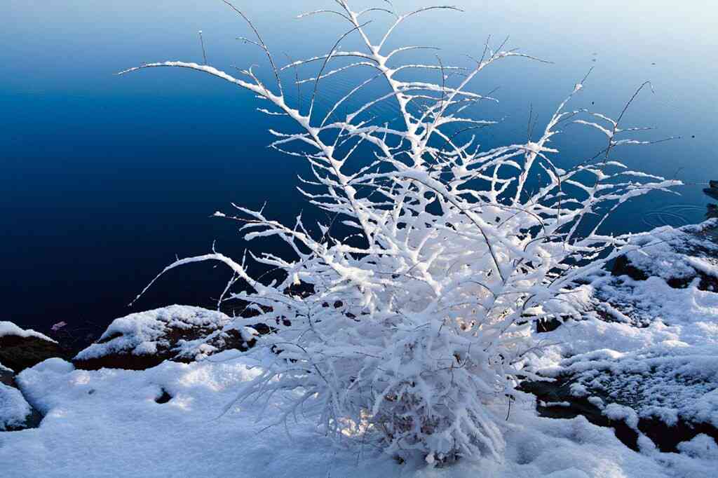 解析雪树银花的含义及其在不同语境中的运用与象征意义