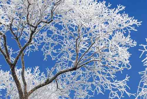 解析雪树银花的含义及其在不同语境中的运用与象征意义