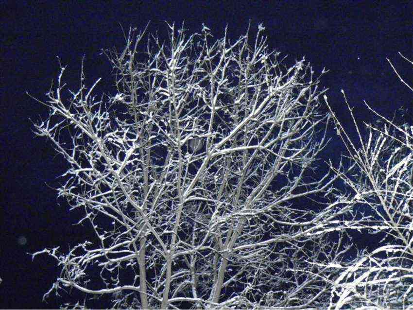 解析雪树银花的含义及其在不同语境中的运用与象征意义