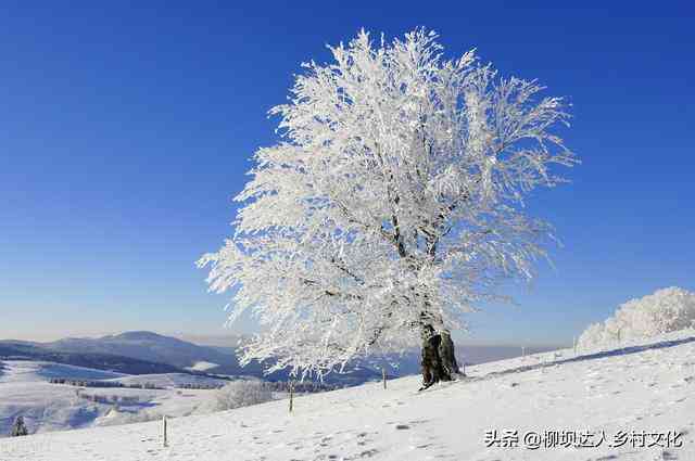 银装素裹霜世界：雪树银花的美景揭秘与全天候欣指南