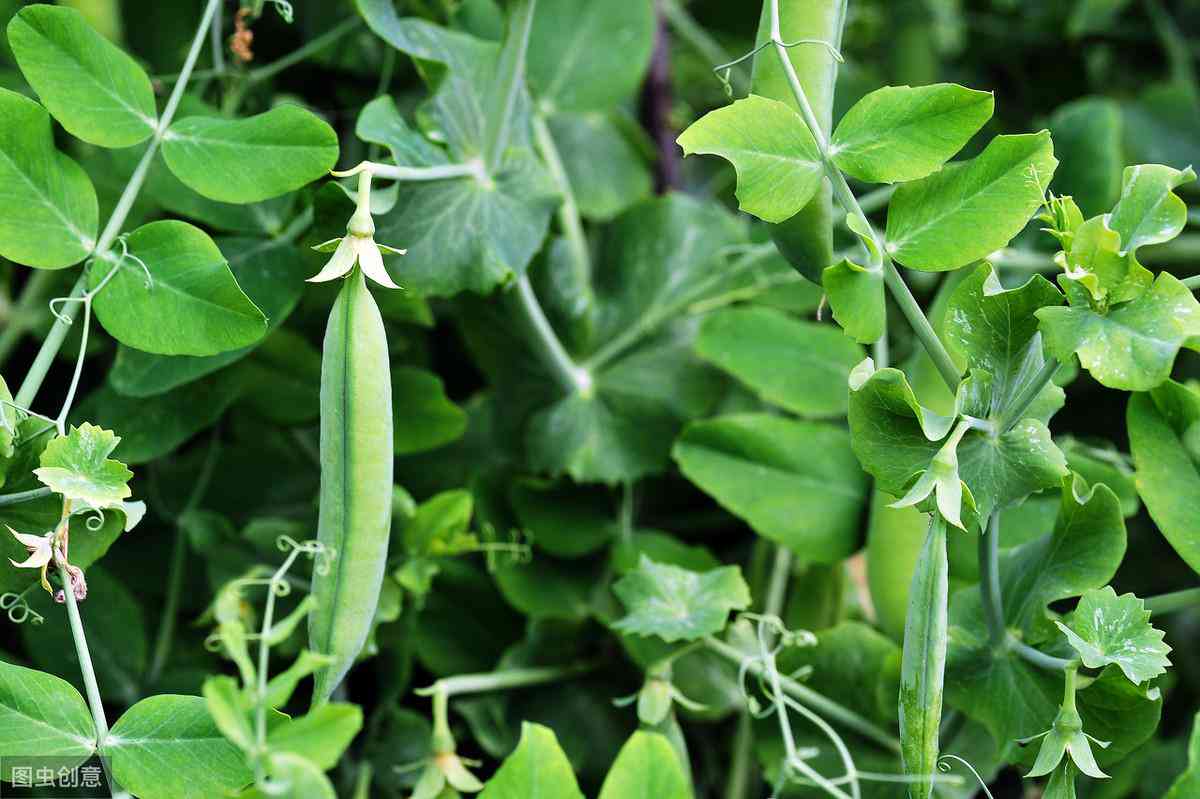 豌豆荚推荐：精灵作业助手软件，助你轻松写作与完成作业