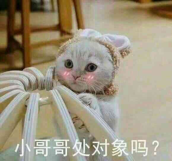 猫头编辑：在线制作表情包与素材生成器