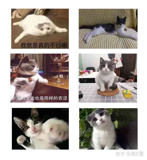 猫头经典语录合集：幽默搞笑金句大全，解决你的日常烦恼