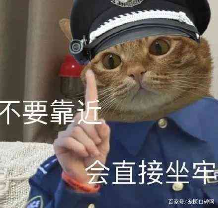 猫头经典语录合集：幽默搞笑金句大全，解决你的日常烦恼
