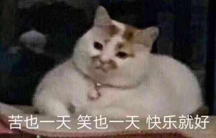一只猫的搞笑表情子：沙雕猫欢乐无限
