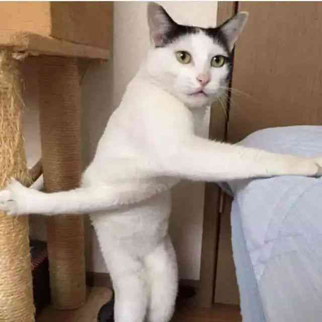 一只猫的搞笑表情子：沙雕猫欢乐无限