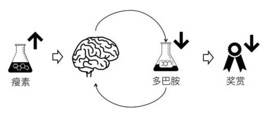 全面解析：多巴胺的力量——如何影响情绪、健与生活品质