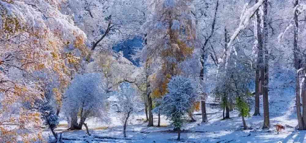 绘画之韵：初雪文案怎么撰写才更显唯美与好看